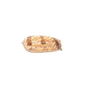 Olive Shell Pendant Seashell Natural Real Necklace Charm 2.25"
